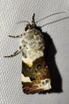 Acontia lucida