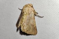 Metopoceras felicina