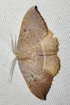 Watsonalla uncinula