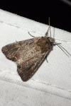 Lacanobia suasa