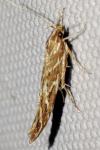 Pyroderces argyrogrammos