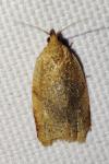 Clepsis consimilana