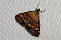 Pyrausta aurata