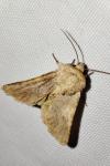 Metopoceras felicina