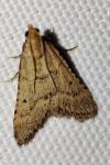 Bostra obsoletalis