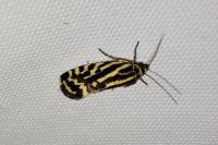 Emmelia trabealis