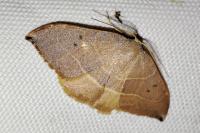 Watsonalla uncinula