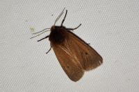 Phragmatobia fuliginosa