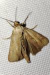 Brachodes funebris