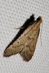 Bostra obsoletalis