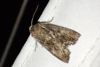 Lacanobia suasa