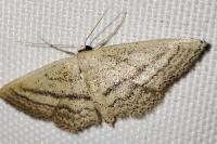 Idaea mediaria