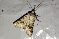 Hecatera bicolorata