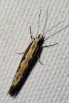 Plutella xylostella
