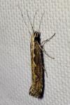 Plutella xylostella