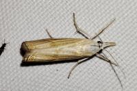 Chrysoteuchia culmella