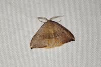 Watsonalla uncinula