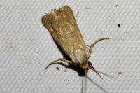 Brachodes funebris