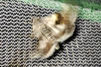 Acontia lucida