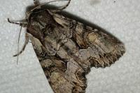 Lacanobia w-latinum