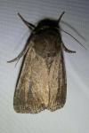 Lacanobia suasa