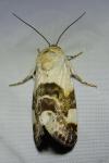 Acontia lucida