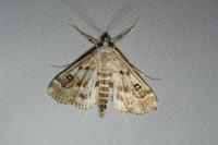 Parapoynx stratiotata