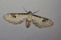 Eupithecia centaureata