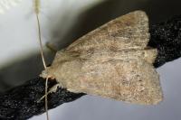 Parastichtis suspecta