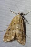 Parapoynx stratiotata