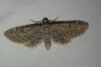 Eupithecia ultimaria