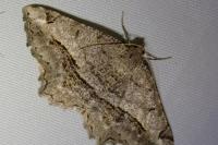 Chiasmia aestimaria