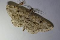 Peribatodes rhomboidaria rhomboidaria