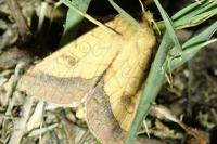 Pyrrhia umbra