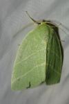 Bena bicolorana
