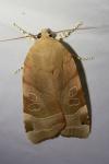 Noctua fimbriata / Noctua tirrenica