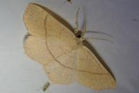 Cyclophora suppunctaria