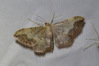 Idaea efflorata