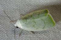 Earias vernana