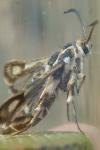 Chamaesphecia bibioniformis