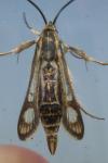 Chamaesphecia bibioniformis