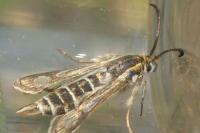 Chamaesphecia bibioniformis