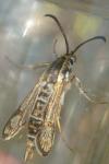 Chamaesphecia bibioniformis
