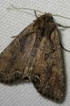 Lacanobia suasa
