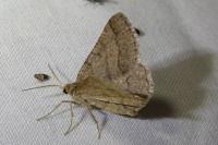 Isturgia murinaria