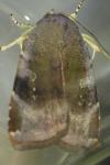 Noctua janthe / Noctua janthina