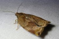 Archips crataegana