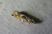 Zeiraphera isertana