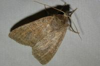Parastichtis suspecta
