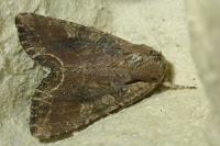 Lacanobia suasa